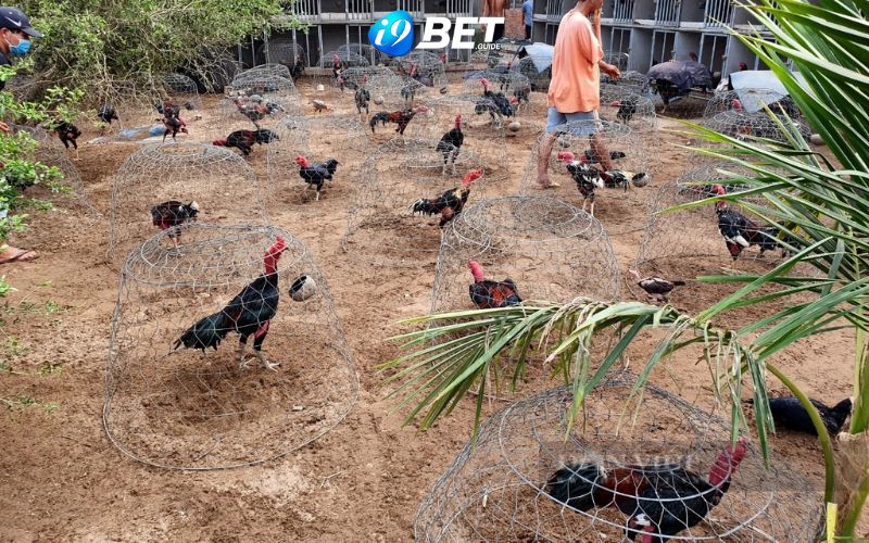 Hướng dẫn cách chăm sóc gà đá hiệu quả từ chuyên gia i9bet